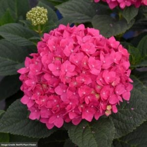 Hydrangea Macrophylla – Summer Crush – #10 Container
