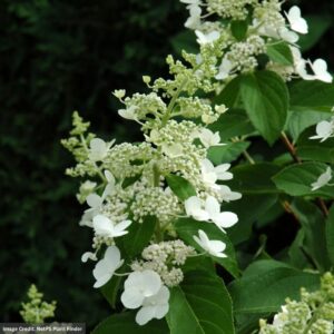 Hydrangea Paniculata – Tardiva – #5 Container