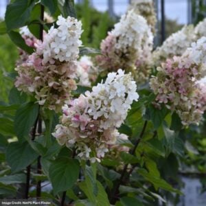 Hydrangea Paniculata – Pinky Winky Prime – #7 Container