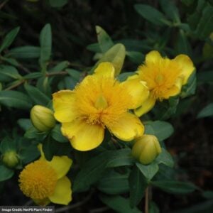 St. John’s Wort (Hypericum) – Sunburst – #3 Container