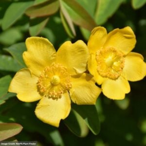 St. John’s Wort (Hypericum) – Sungold – #3 Container