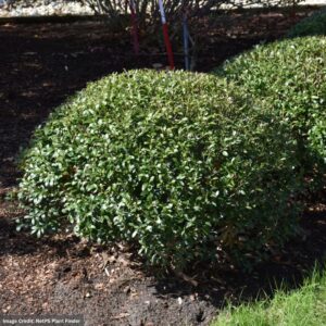 Inkberry Holly – Strongbox® – #3 Container