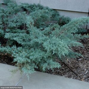 Juniper – Angelica Blue – #3 Container