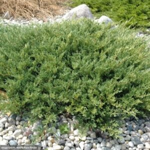 Juniper – Andorra Compact – #3 Container