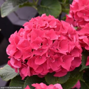 Hydrangea Macrophylla – Wee Bit Giddy® – #3 Container