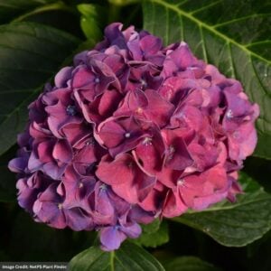 Hydrangea Macrophylla – Wee Bit Grumpy – #3 Container