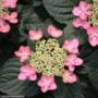 Hydrangea Serrata – Tuff Stuff Red – #3 Container
