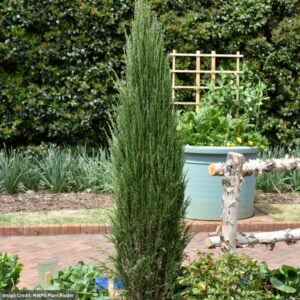 Juniper – Blue Arrow – 6ft – #20 Container