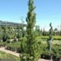 Juniper – Hollywood – 5-6ft – #5 Container