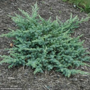 Juniper – Silver Mist – 12-15″ – #3 Container