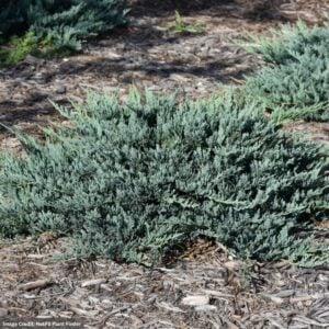 Juniper – Blue Chip – #3 Container