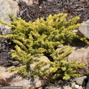 Juniper – Golden Carpet – #3 Container
