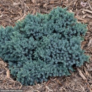 Juniper – Blue Star – #3 Container