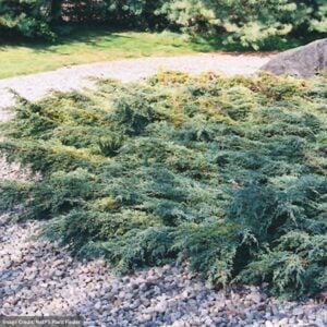 Juniper – Holger – #3 Container