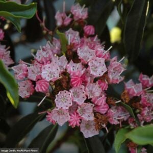 Mountain Laurel – Nathan Hale – #3 Container