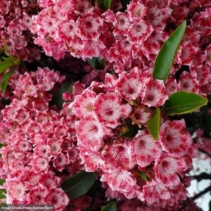 Mountain Laurel – Keepsake – #2 Container