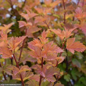 Ninebark – Savannah Sunset™ – #2 Container