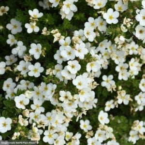 Potentilla – Abbotswood – #3 Container