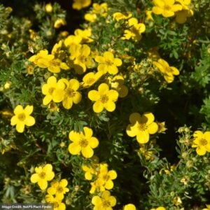 Potentilla – Goldfinger – #3 Container