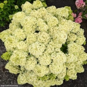 Hydrangea Paniculata - Bubble Bath™ - #3 Container