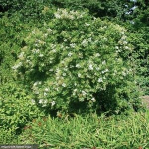 Privet - Nantucket - #7 Container