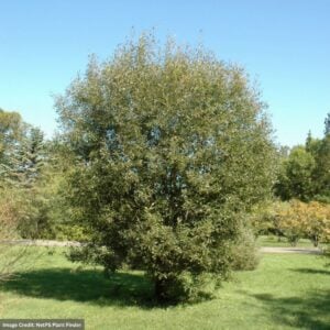 Pussy Willow – 1 QT Container