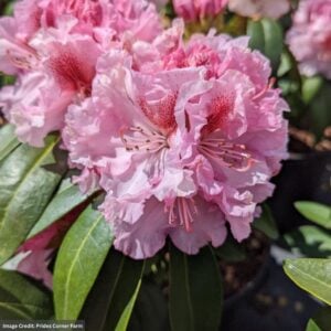 Rhododendron – Holdens Pink Flare – #3 Container