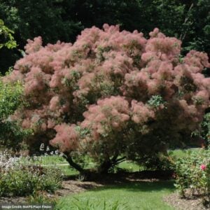 Smokebush – Grace – #3 Container