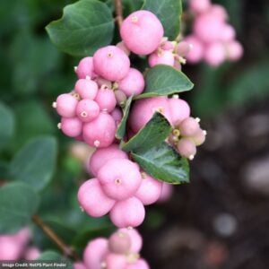 Snowberry - Pinky Promise™ - #3 Container