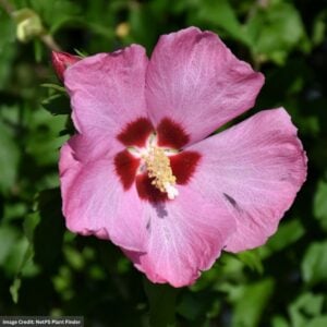 Rose Of Sharon – Aphrodite – #3 Container
