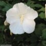 Rose Of Sharon – Diana – #5 Container