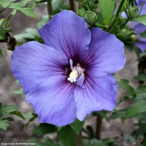 Rose Of Sharon - Paraplu Violet® - #3 Container