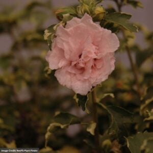 Rose Of Sharon – Sugar Tip® – #3 Container