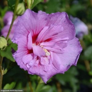 Rose Of Sharon – Lavender Chiffon® – #5 Container