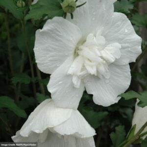 Rose of Sharon – White Chiffon® – #5 Container