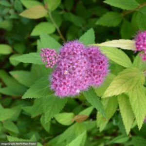 Spirea – Double Play® Candy Corn® – #3 Container