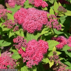 Spirea - Double Play® Red - #3 Container