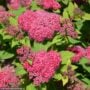 Spirea – Double Play® Red – #3 Container