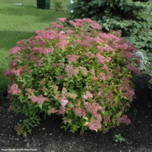 Spirea – Goldflame – #3 Container