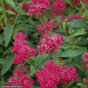 Spirea – Neon Flash – 15-18″ – #3 Container