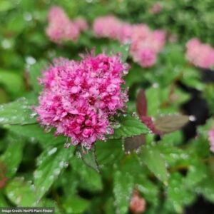 Spirea – Poprocks® Petite – #3 Container