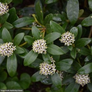 Skimmia – Japanese Female – #1 Container