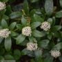 Skimmia – Japanese Female – #1 Container
