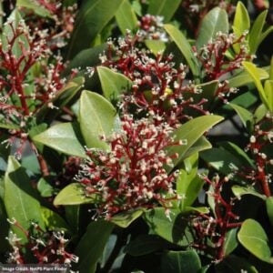 Skimmia – Japanese Male – #1 Container