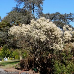 Groundsel Tree (Sea Myrtle) – #3 Container