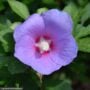 Rose Of Sharon – Paraplu Adorned® – #3 Container