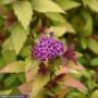 Spirea – Poprocks™ Rainbow Fizz™ – #2 Container