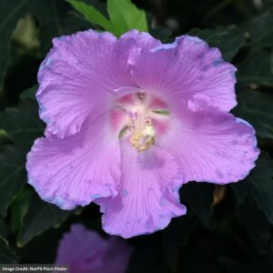 Rose Of Sharon - Pollypetite® - #3 Container