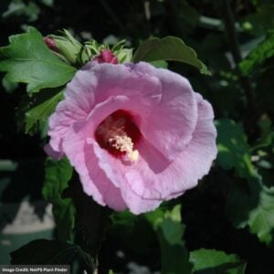 Rose Of Sharon – Minerva – #10 Container