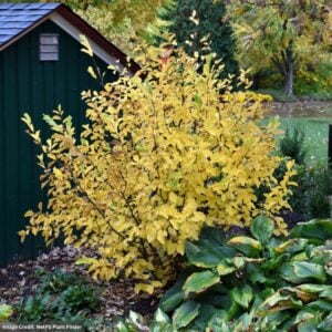Witch Hazel – Vernal – #7 Container
